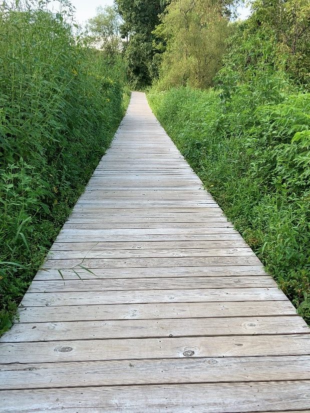 A board walk section of the trail into the Rock Bridge State Preserve
