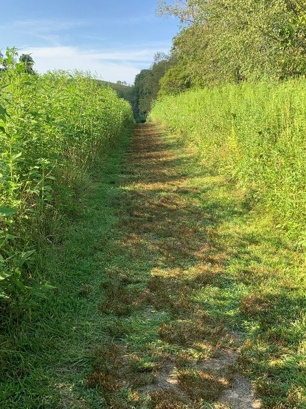 A mowed section of a filed that is part of the connector trail into the Rock Bridge State Preserve