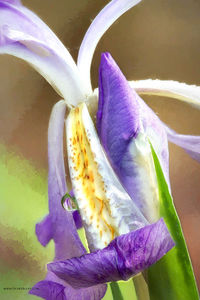 Wild Iris print