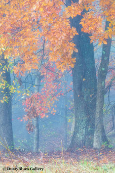 Fall Foggy Colors_1