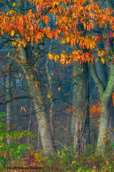 Fall Foggy Colors_44
