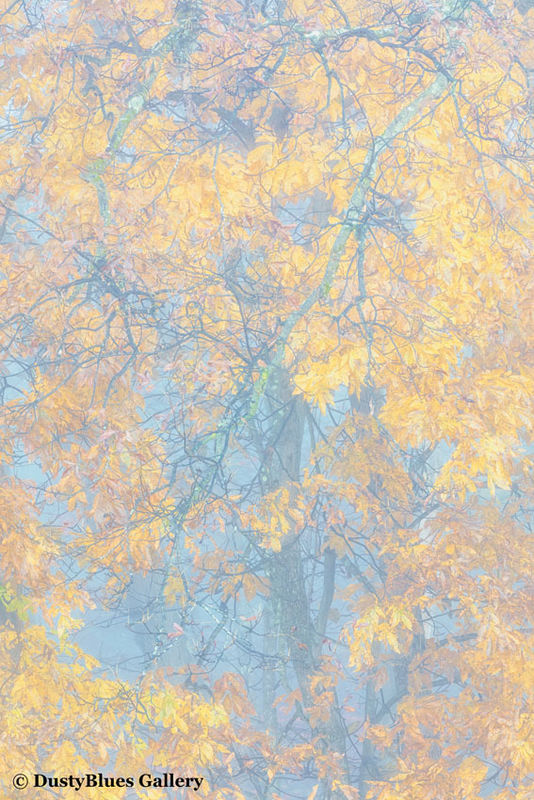 Fall Foggy Colors_28 print