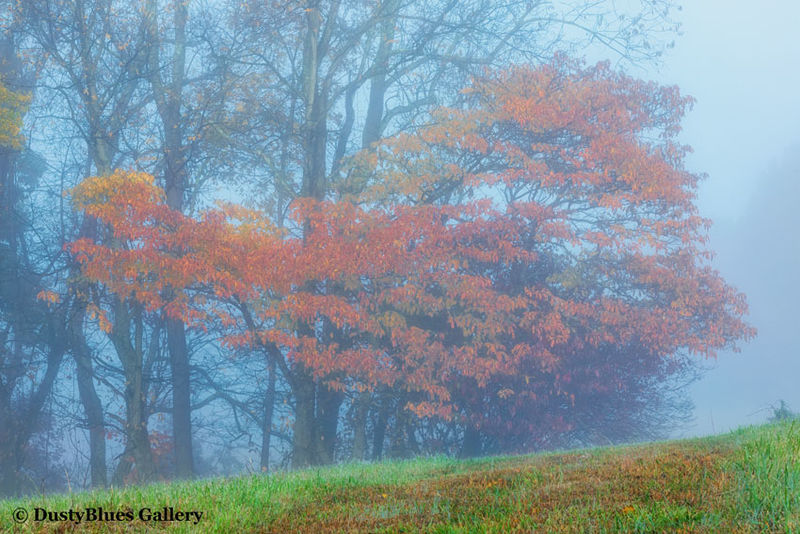 Fall Foggy Colors_43 print