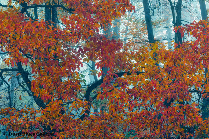 Fall Foggy Colors_46 print