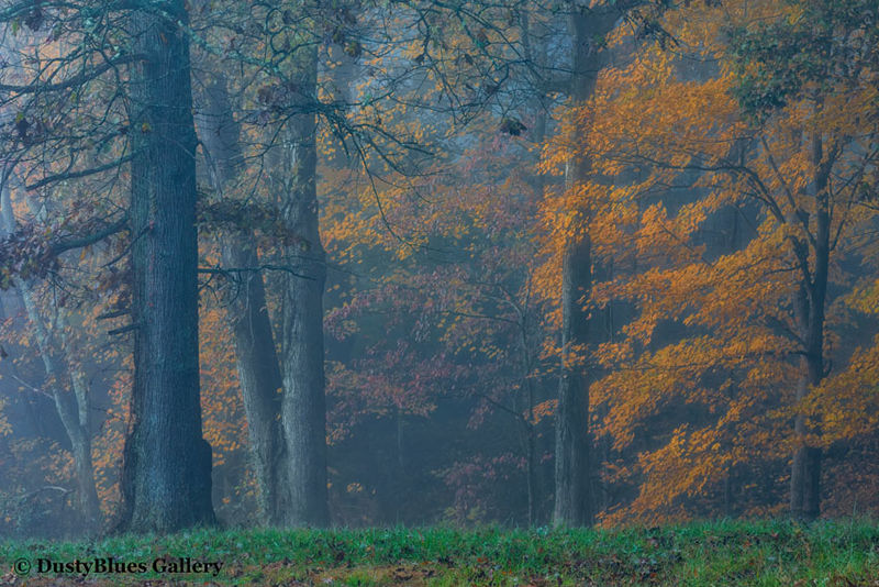 Fall Foggy Colors_ print