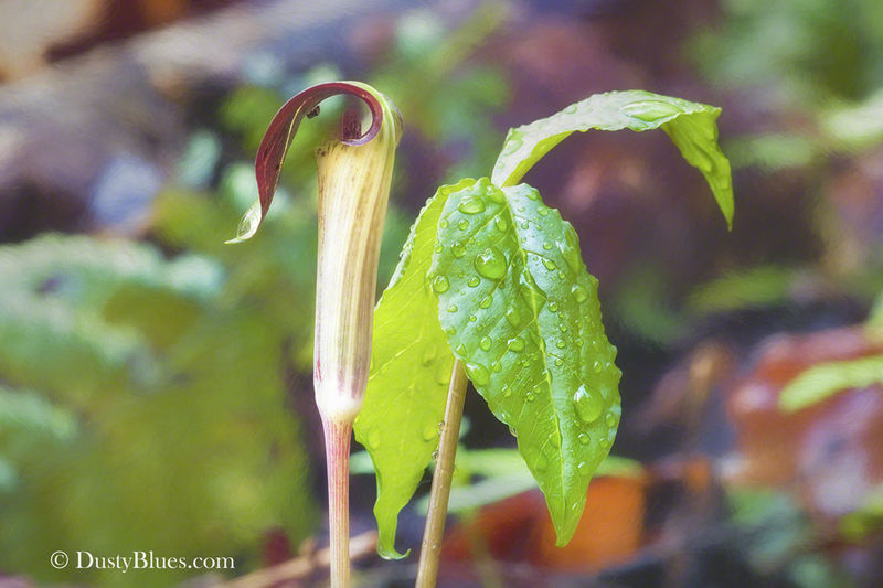 Jack in the Pulpit print