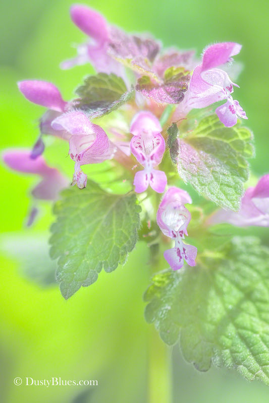 Purple Herbal print