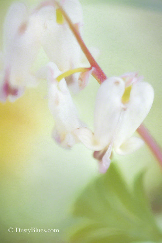 Squirrel Corn print