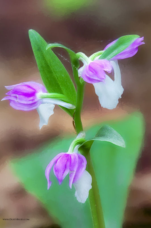 Wild Orchid print