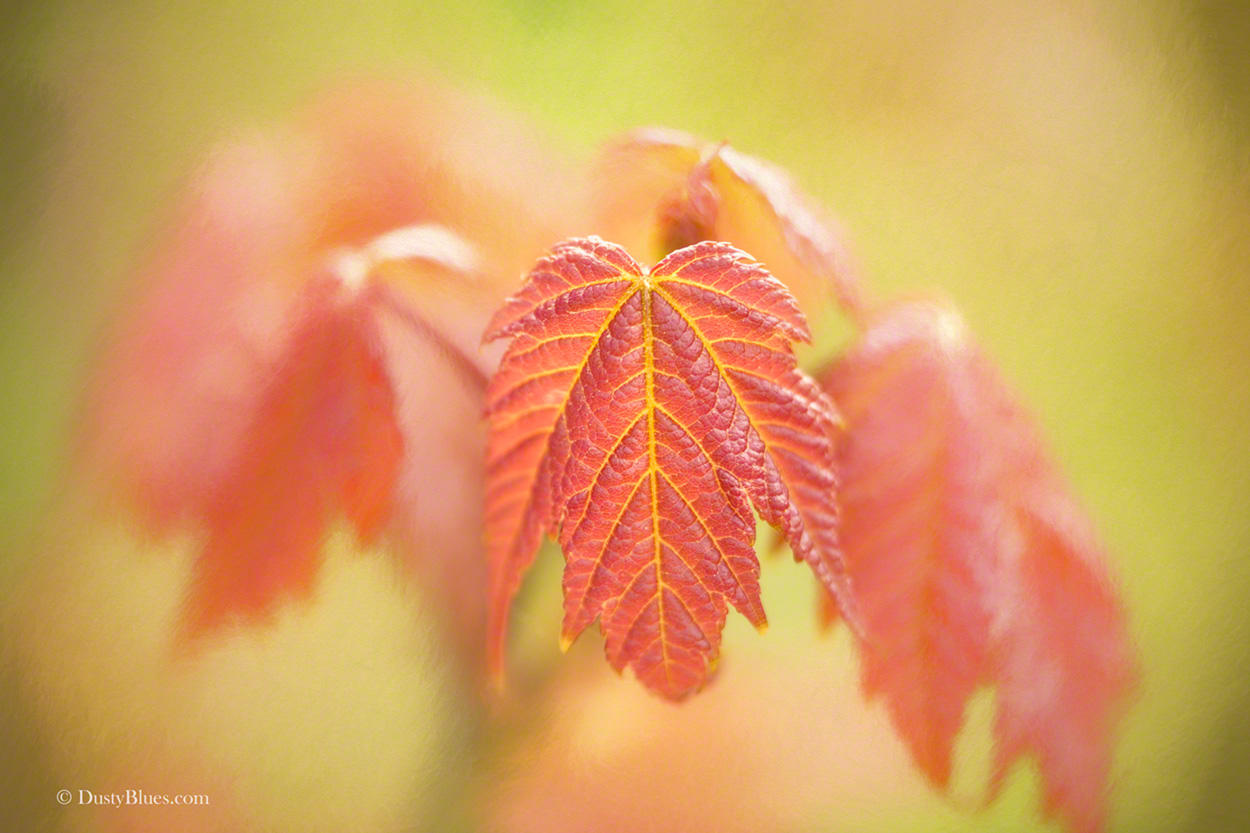 A young Maple spreads its crimson leaves. The shallow focus to highlight the textures and lines against a backdrop of soft colors...